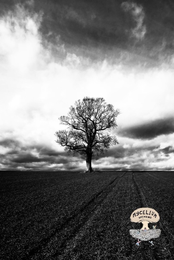 The old man - Lone Tree