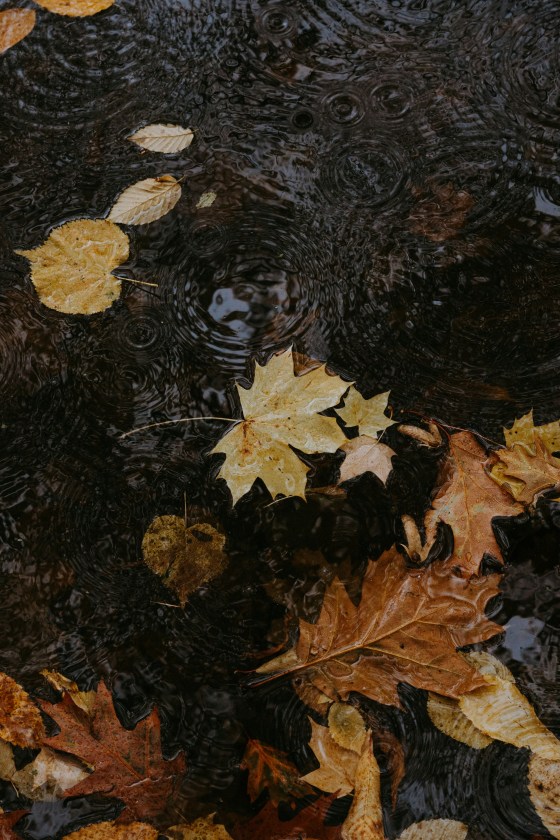 Leaves floating on dark water